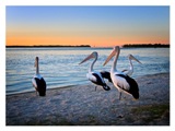 Pelicans, QLD
